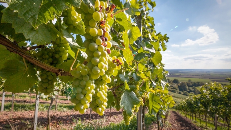 , Farine fossili per la filtrazione nella produzione vinicola, Apply Italia